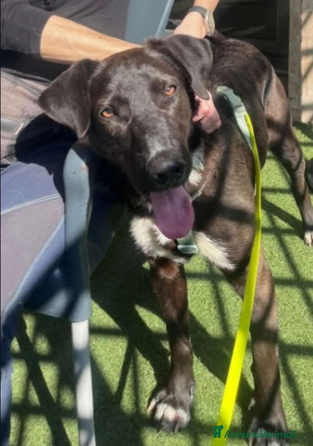 Meticcio cani in regalo: Aky quasi 2anni salito a MILANO oltre 1anno faHELP - Annuncio 2