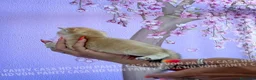 British gatti in vendita: Cuccioli di Brisith Shorthair con Pedigree - Annuncio 25