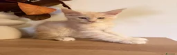 Maine Coon gatti in vendita: Allevamento Maine Coon Misty Woods - Annuncio 8