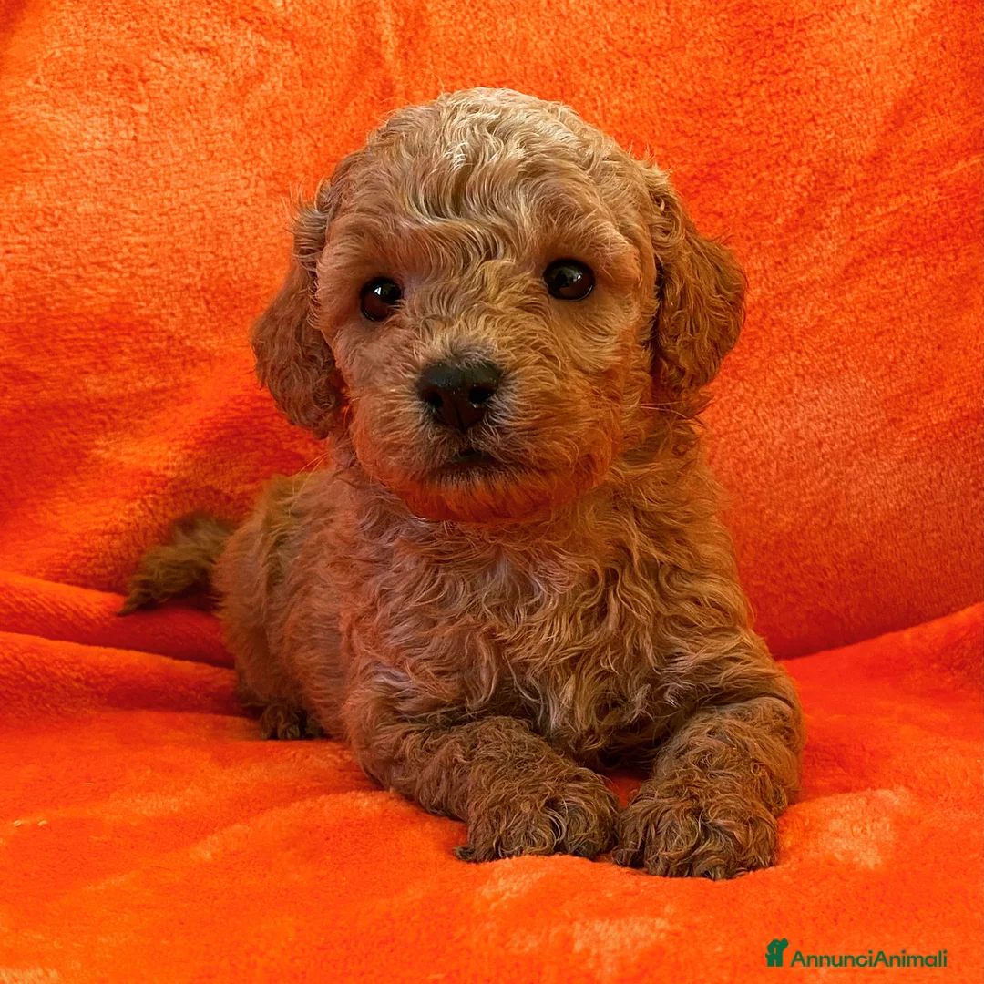 Immagine della galleria {{count}}