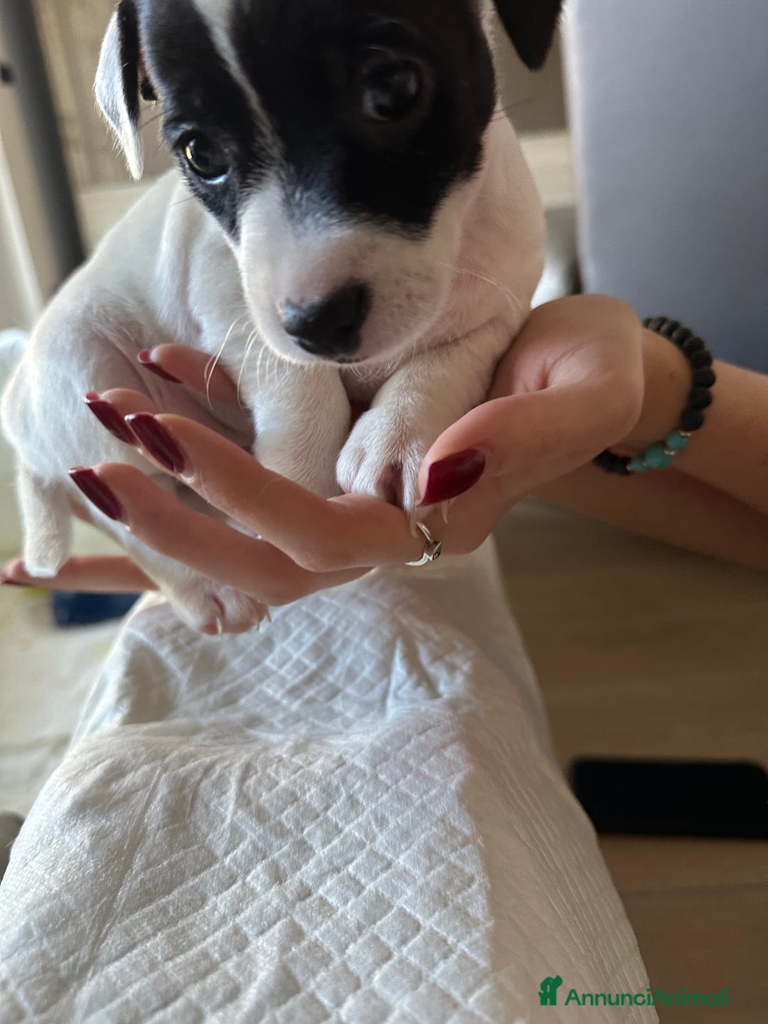 Jack Russell cani in vendita: Jack Russel Terrier di Razza Neri, tricolori  - Annuncio 11