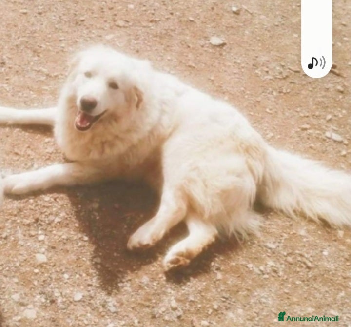 Pastore Maremmano cani Maremmano 4anni mollato in 1terreno.CALABRIA SOS  a Città metropolitana di Milano - Annuncio 1