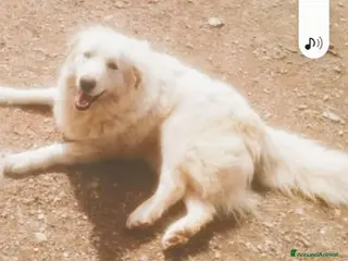 Pastore Maremmano cani Maremmano 4anni mollato in 1terreno.CALABRIA SOS a Città metropolitana di Milano - Annuncio 1