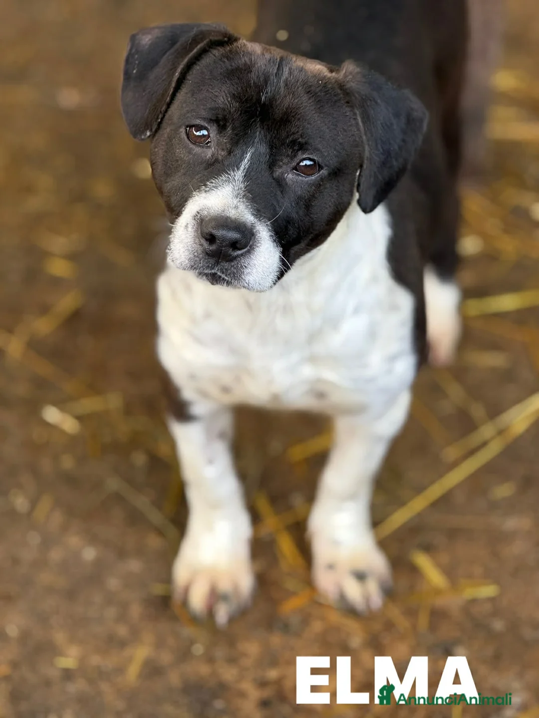 Meticcio cani in regalo: ELMA, cucciola super simpatica! Tg medio piccola. - Annuncio 1