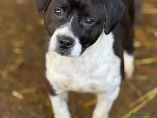 Meticcio cani ELMA, cucciola super simpatica! Tg medio piccola. - Annuncio 35