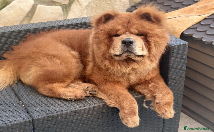 Chow Chow cani a Città Metropolitana di Genova - Annuncio 1