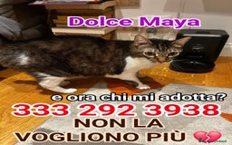 Europeo gatti in regalo: 🥺🙏🏻💔NON ABBANDONIAMO LA💔🙏🏻🥺 - Immagine 2