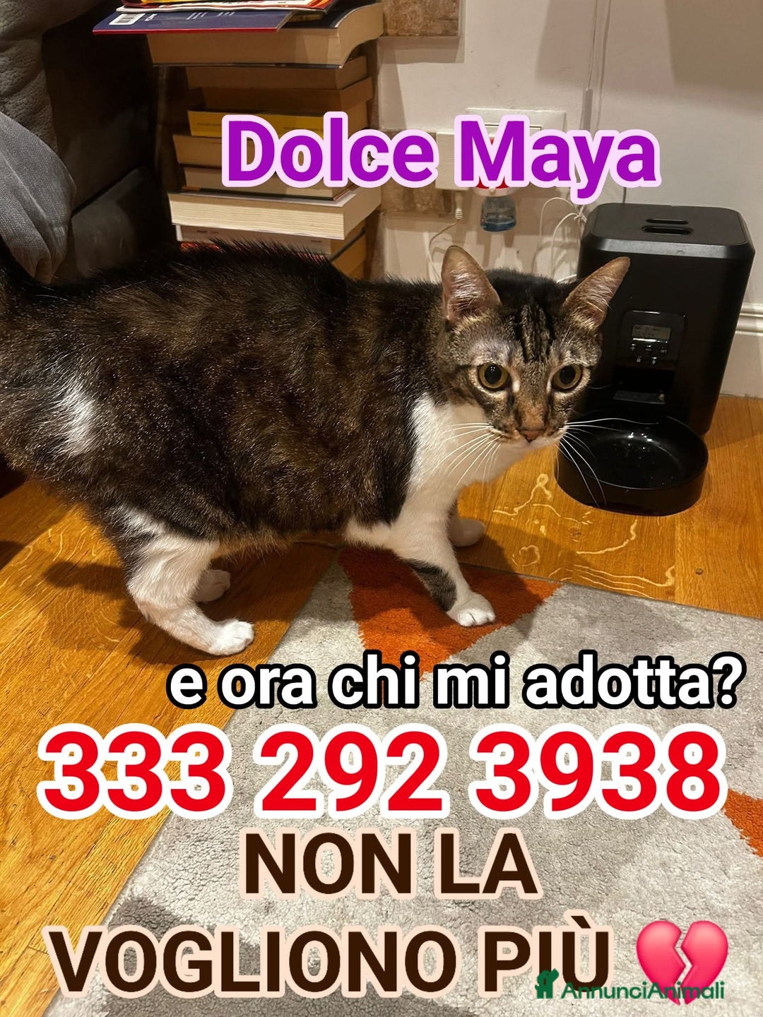 Europeo gatti in regalo: 🥺🙏🏻💔NON ABBANDONIAMO LA💔🙏🏻🥺 - Immagine 2