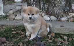 Akita Inu cani in vendita: CUCCIOLI AKITA INU LOMBARDIA  a Province of Como - Immagine 3