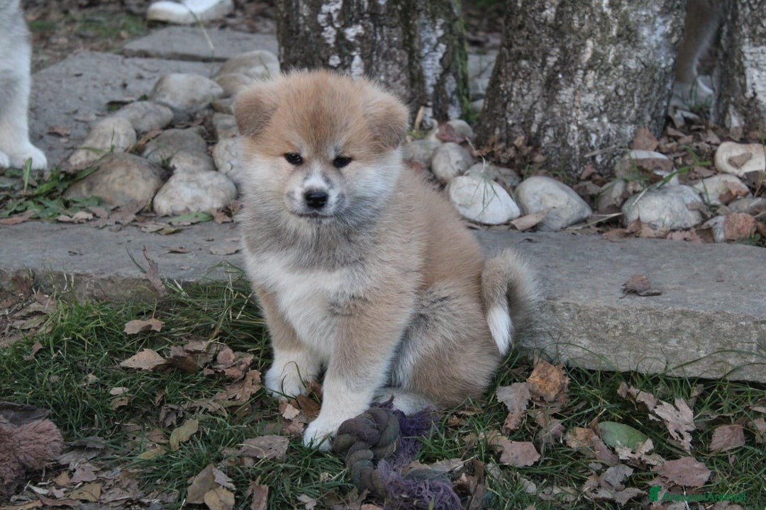 Akita Inu cani in vendita: CUCCIOLI AKITA INU LOMBARDIA  a Province of Como - Immagine 3