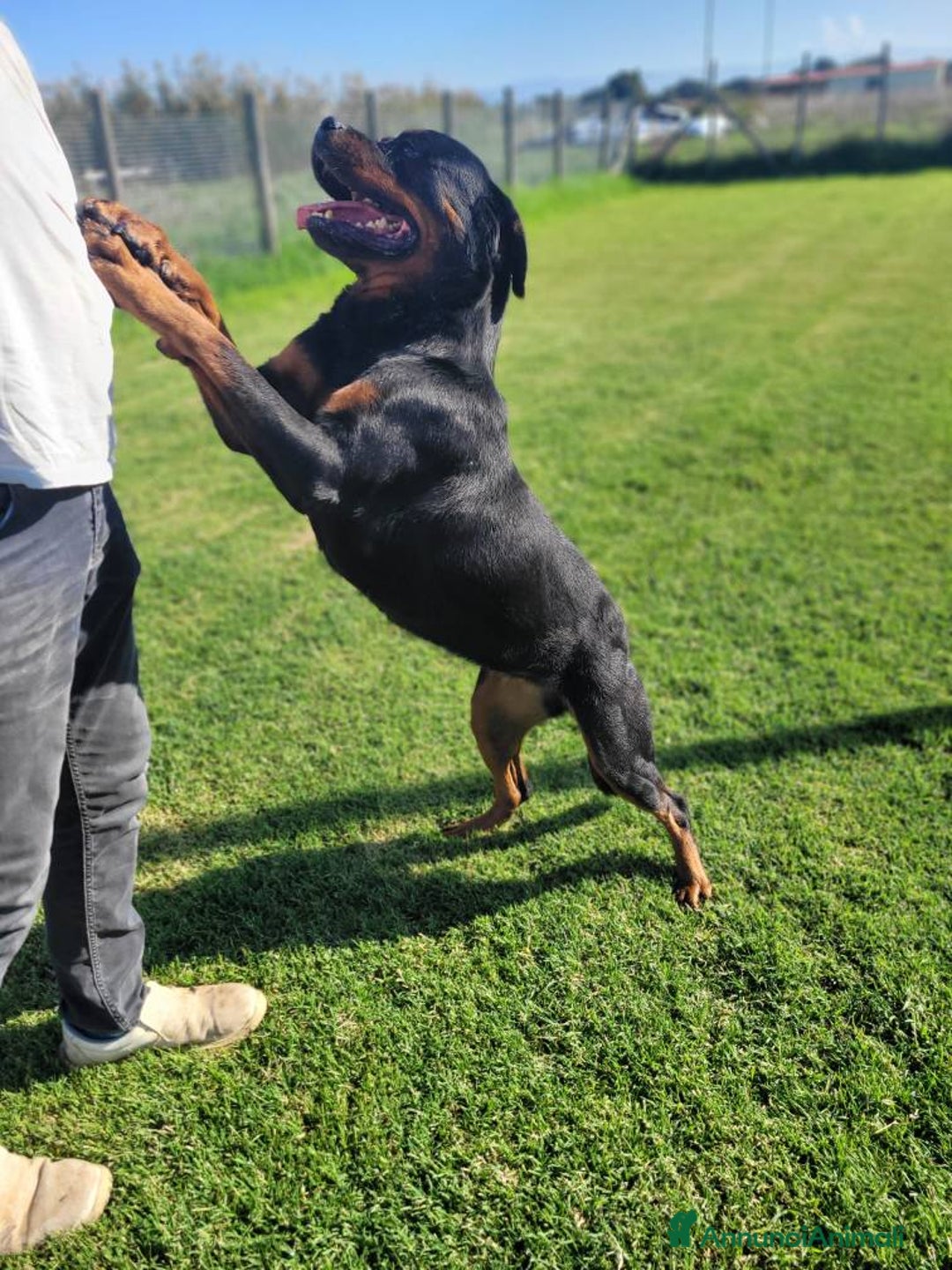 Rottweiler cani in regalo: Straordinaria Rottweiler di nome Beverly - Annuncio 11