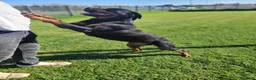 Rottweiler cani in regalo: Straordinaria Rottweiler di nome Beverly - Annuncio 11