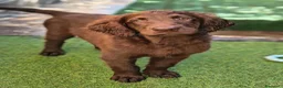 Flat Coated cani in vendita: Cuccioli flat coated retriever  - Annuncio 16