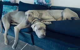 Weimaraner cani in vendita: Cuccioli Weimaraner pubblicita segugio a Provincia di Padova - Immagine 5
