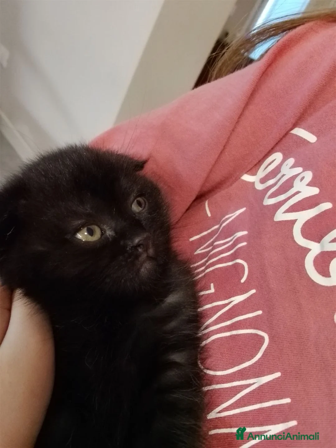 Scottish gatti in vendita: Gattini di razza Scottish Fold - Annuncio 5