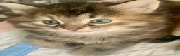 Siberiano gatti in vendita: Gattini siberiani stupendi  - Annuncio 2