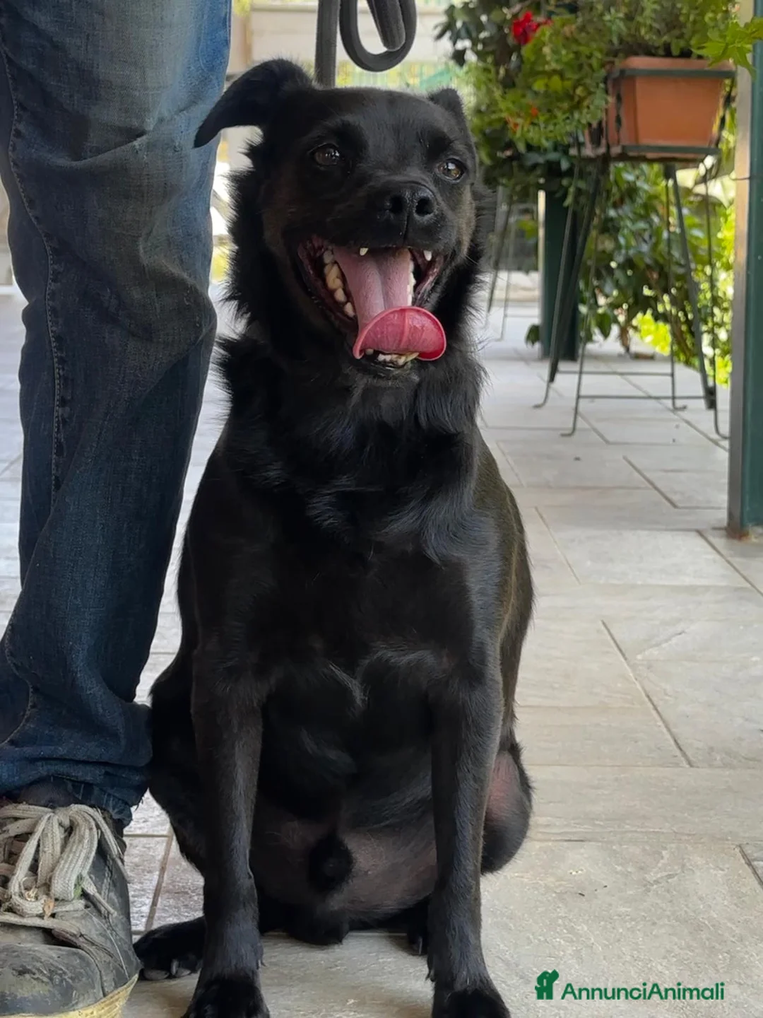 Meticcio cani in regalo: BART un canuccio piccino e tanto sfortunato a Pomezia - Annuncio 2