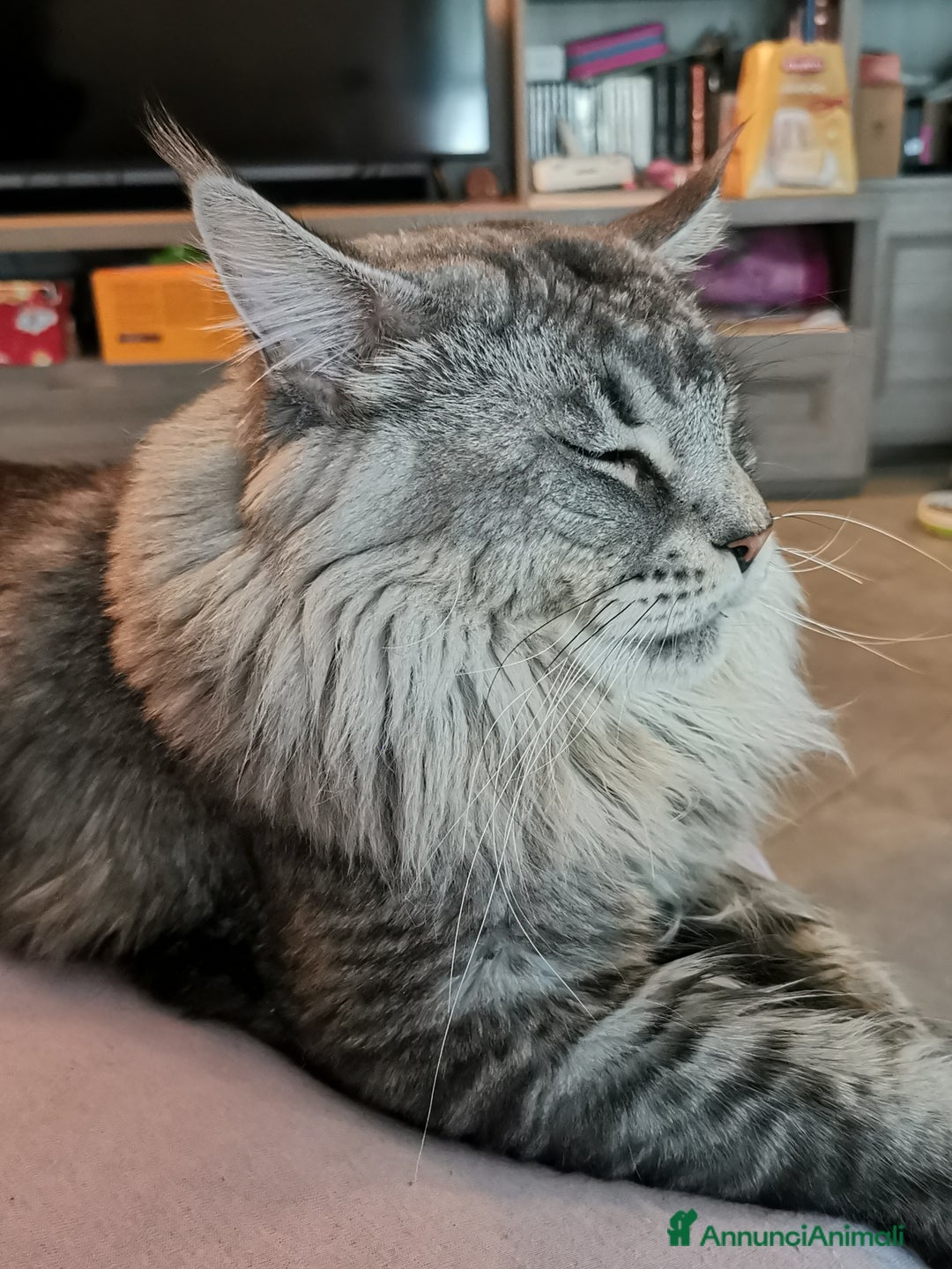 Maine Coon gatti per accoppiamento: Maine coon maschio per monta - Annuncio 5