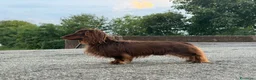 Bassotto Nano cani per accoppiamento: Bassotto nano pelo lungo per accoppiamento - Annuncio 4