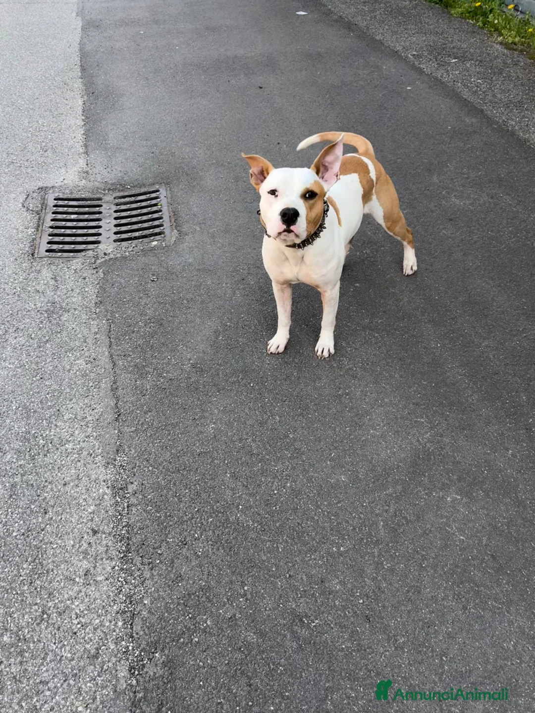 American Staffordshire cani in regalo: Amstaff in regalo - Annuncio 1