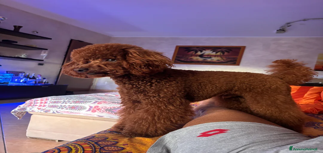 Immagine della galleria {{count}}