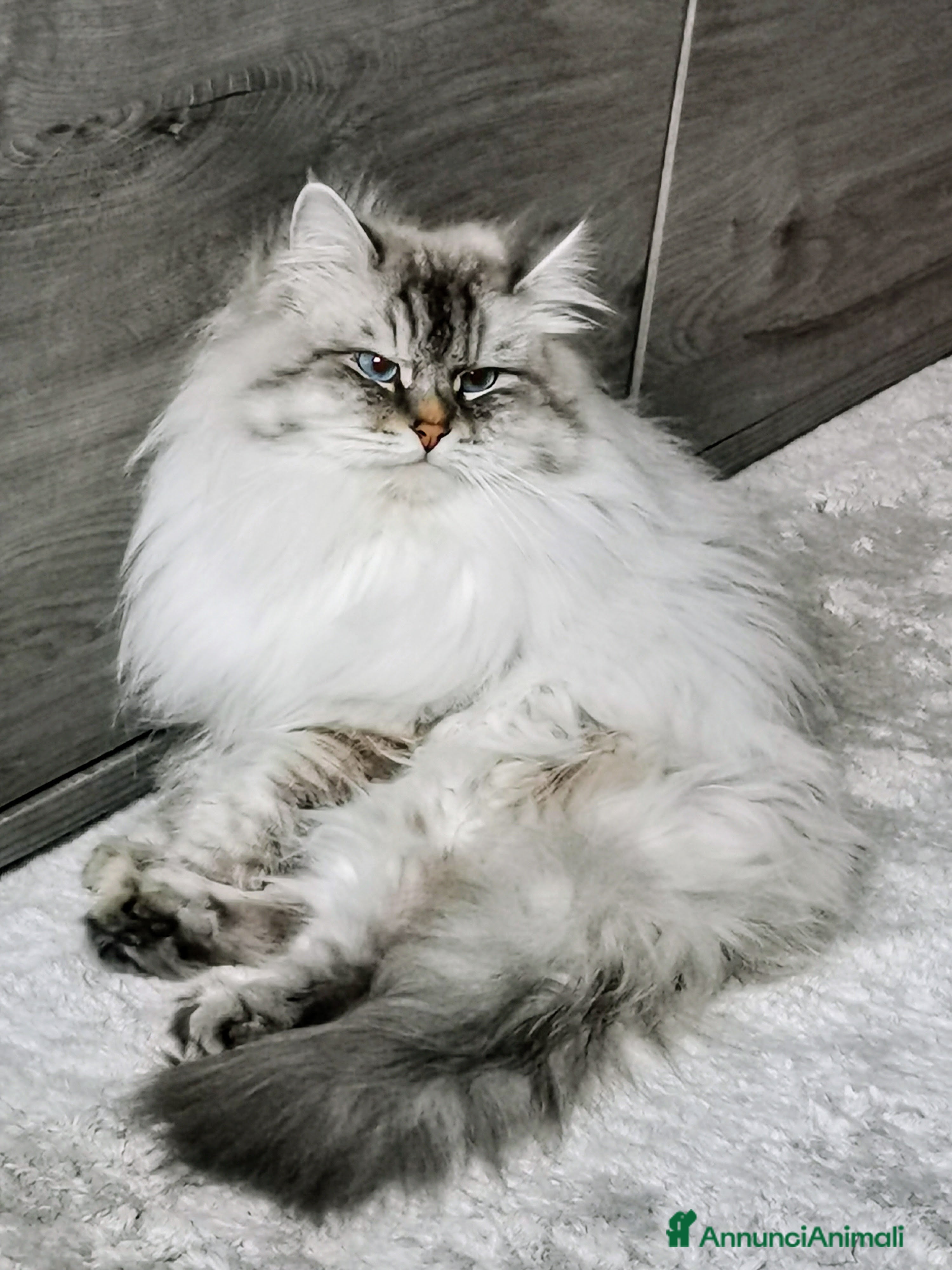 Siberiano gatti per accoppiamento: Stallone siberiano  a Città Metropolitana di Genova - Annuncio 2