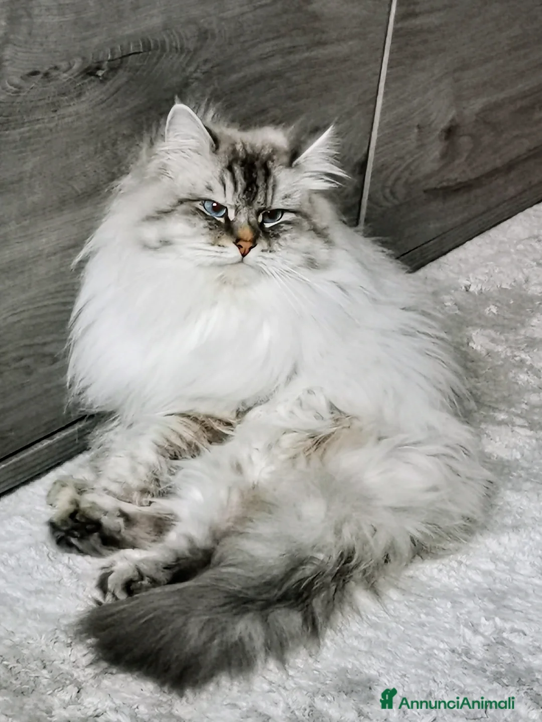 Siberiano gatti per accoppiamento: Stallone siberiano  a Città Metropolitana di Genova - Annuncio 1