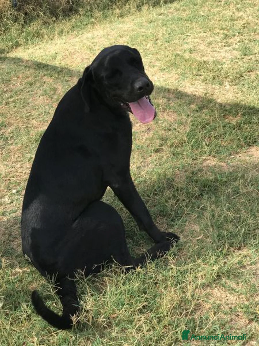 Bullmastiff cani in regalo: Block, total black a Provincia di Latina - Annuncio 9