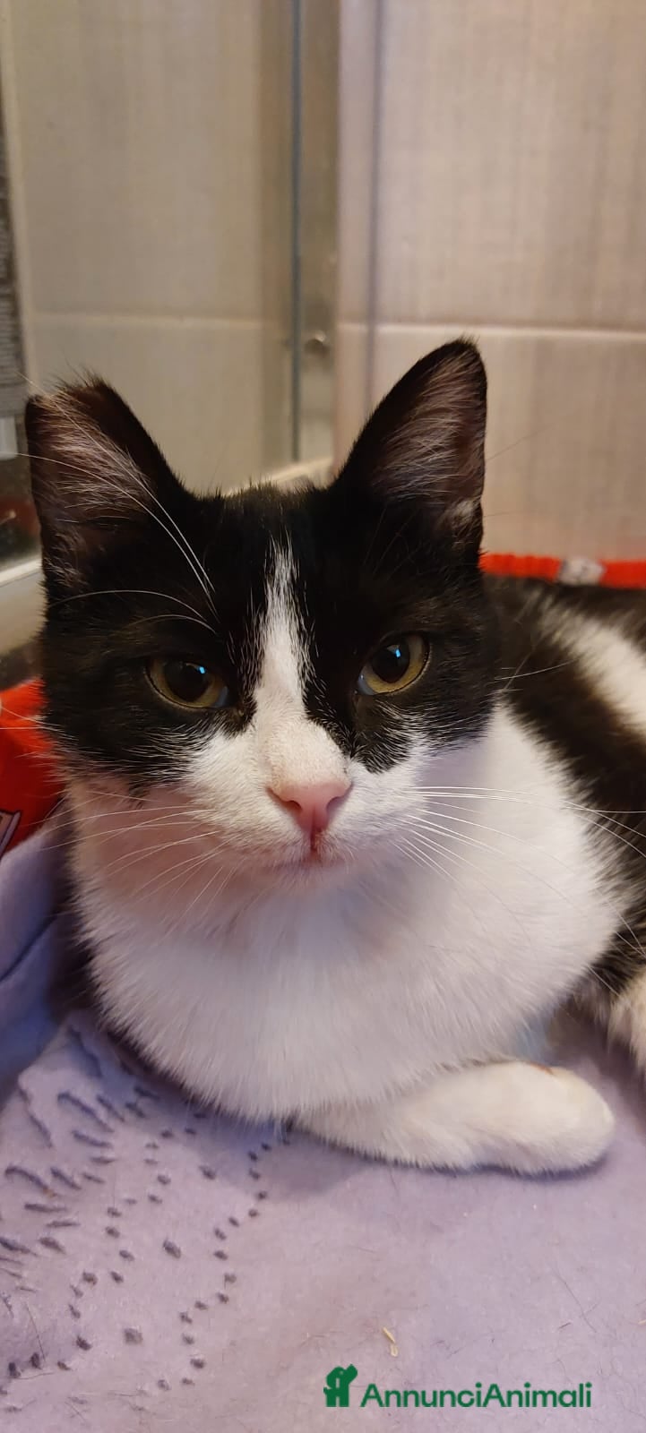 Europeo gatti Sara micia 10mesi han cercato di farla fuori!ROMA a Città metropolitana di Milano - Annuncio 2