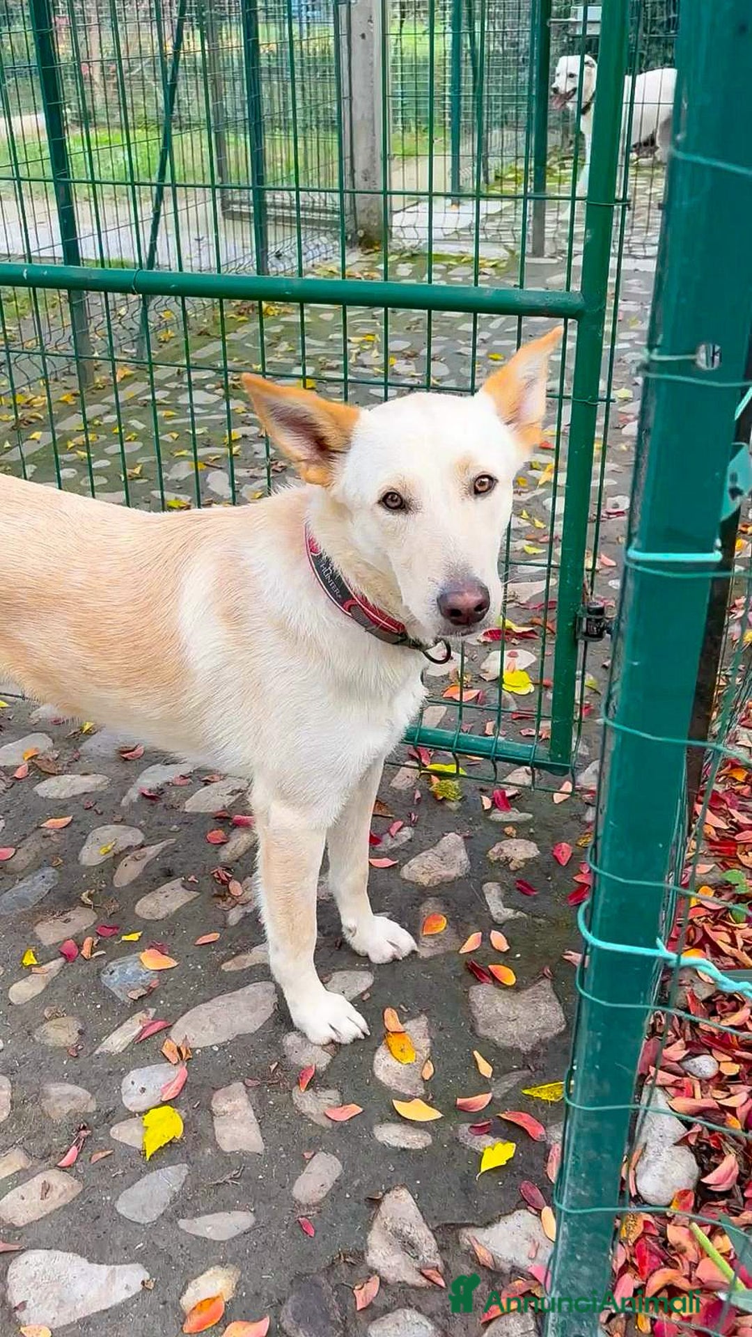 Meticcio cani in regalo: ROMEO 💙 -  vi farà innamorare! Energia pura! - Annuncio 12