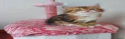Siberiano gatti in vendita: Cucciolo Siberiano Certificato  - Annuncio 8