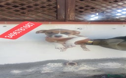 American Bully cani in vendita: AMERICAN BULLY ultime cucciole coccolose - Immagine 1