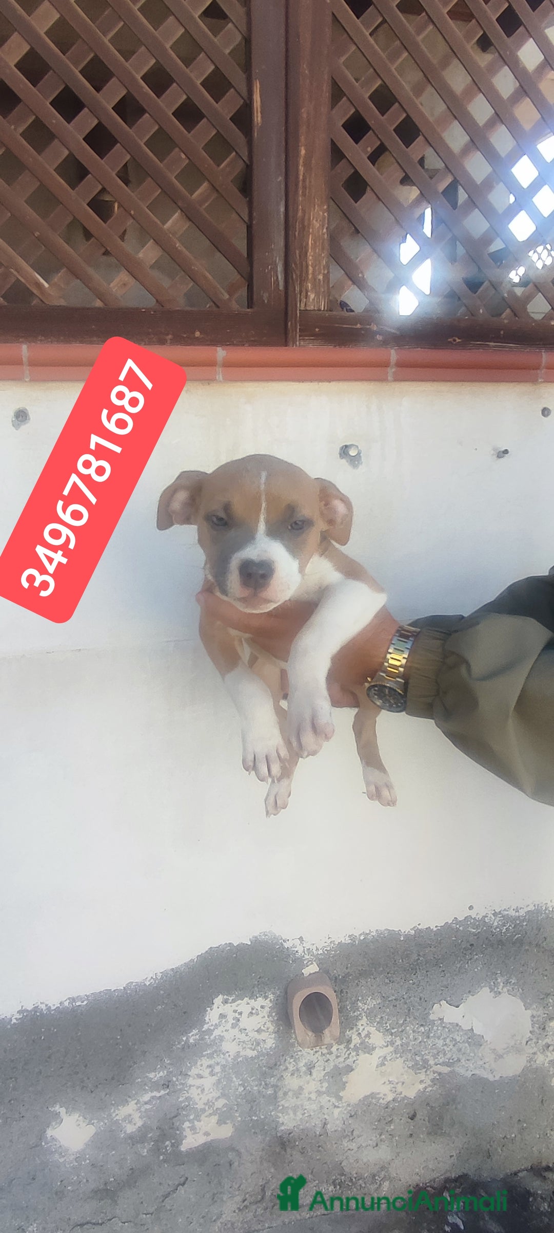 American Bully cani in vendita: AMERICAN BULLY ultime cucciole coccolose - Immagine 1