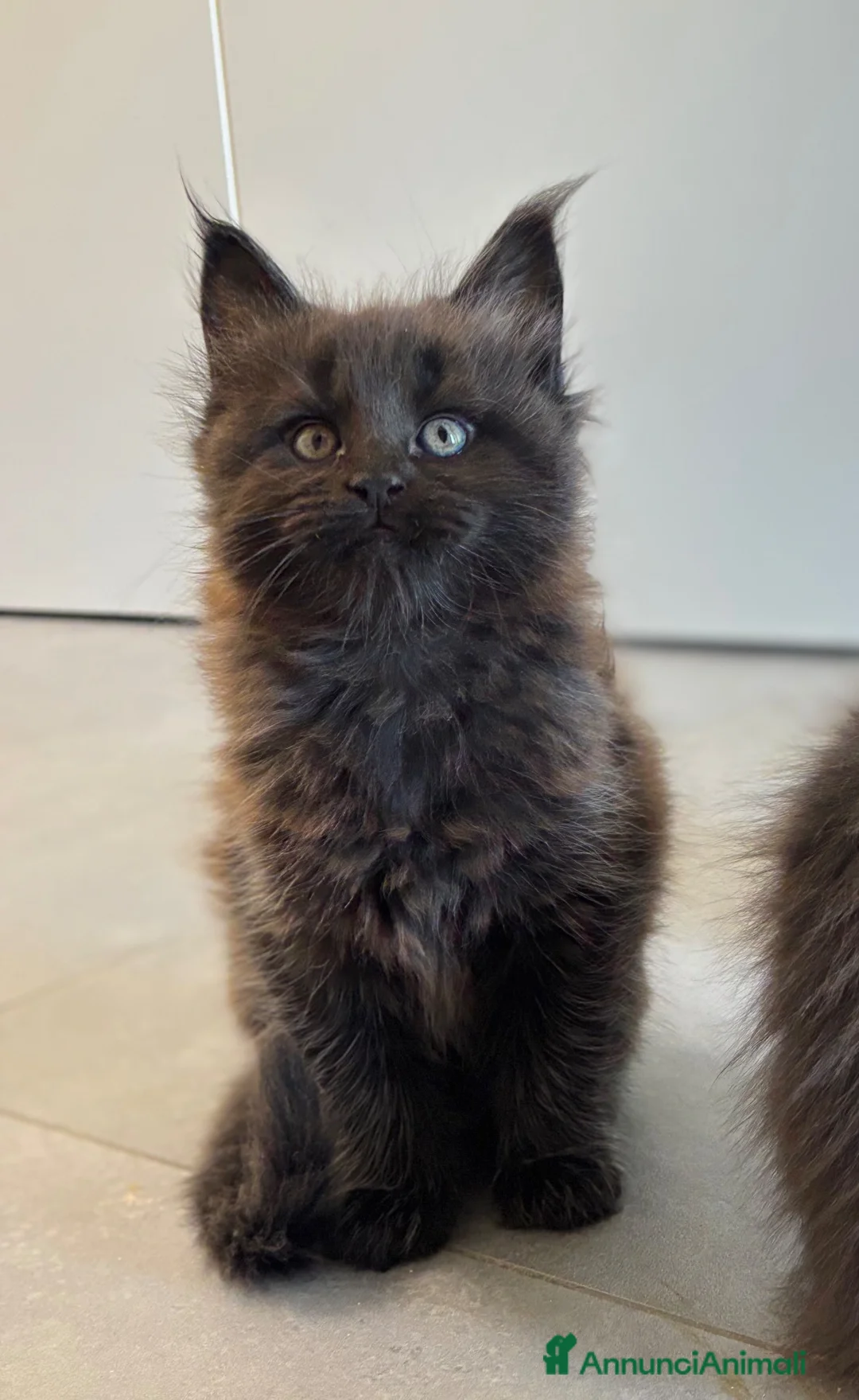 Maine Coon gatti in vendita: cuccioli di maine coon a Provincia di Como - Annuncio 4