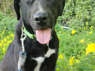 Meticcio cani MOLLY DOLCISSIMA MIX LABRADORINA - Annuncio 4