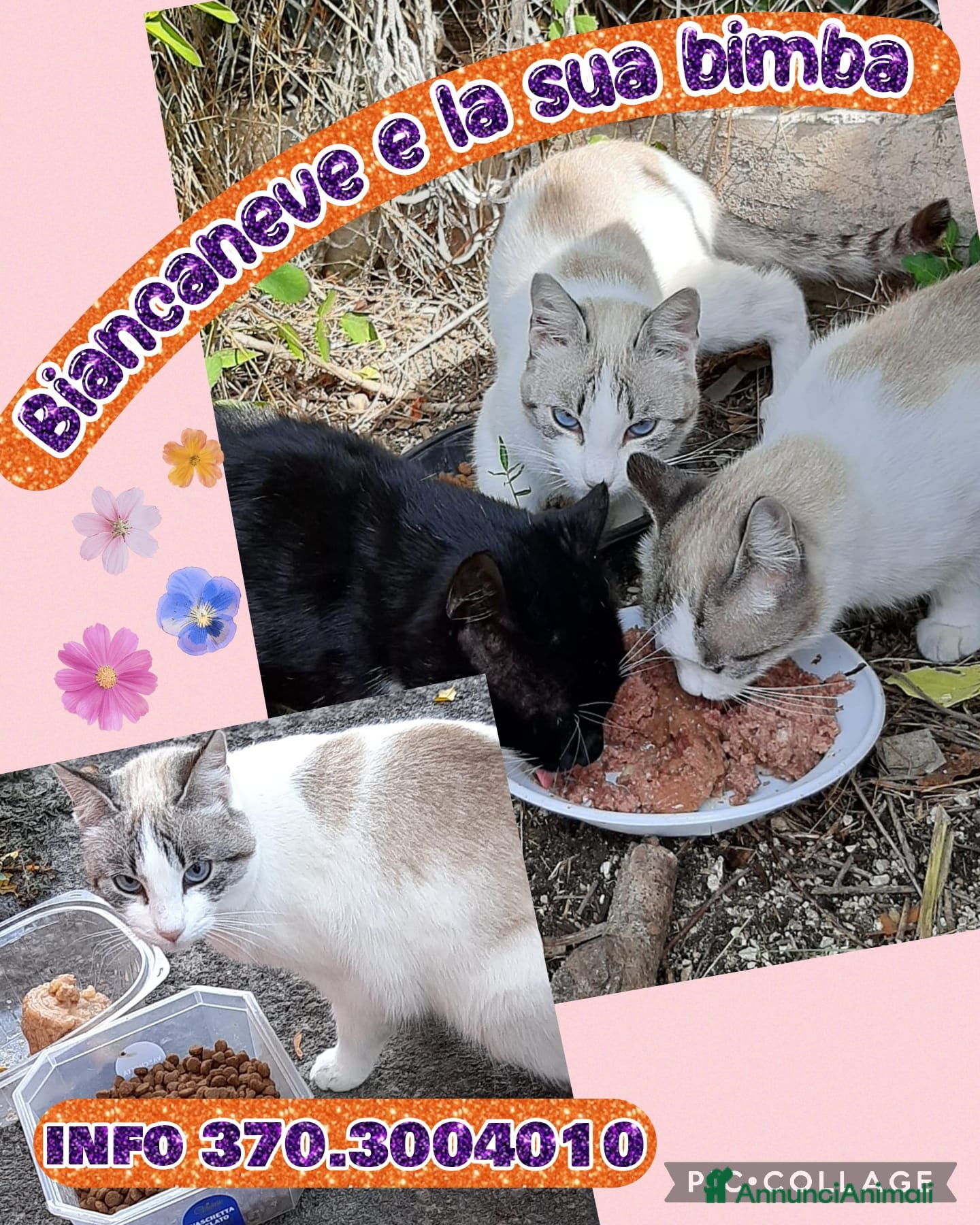 Europeo gatti Biancaneve e la sua bimba💕 - Annuncio 2