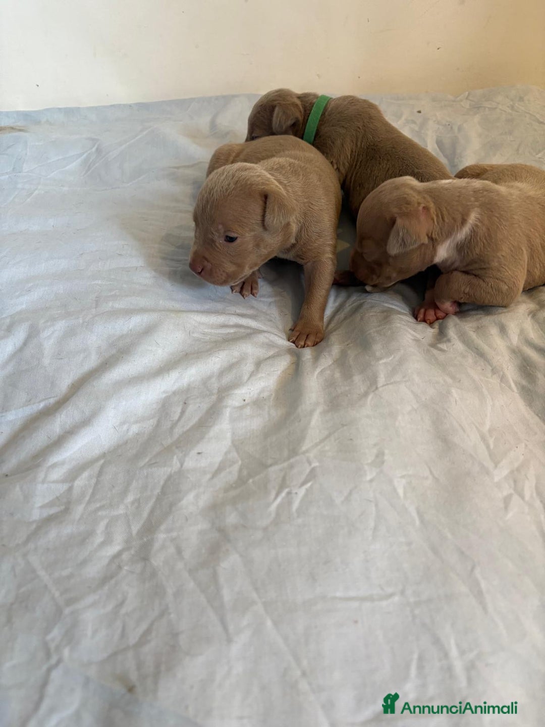 American Bully cani in vendita: American bully xl - Annuncio 8