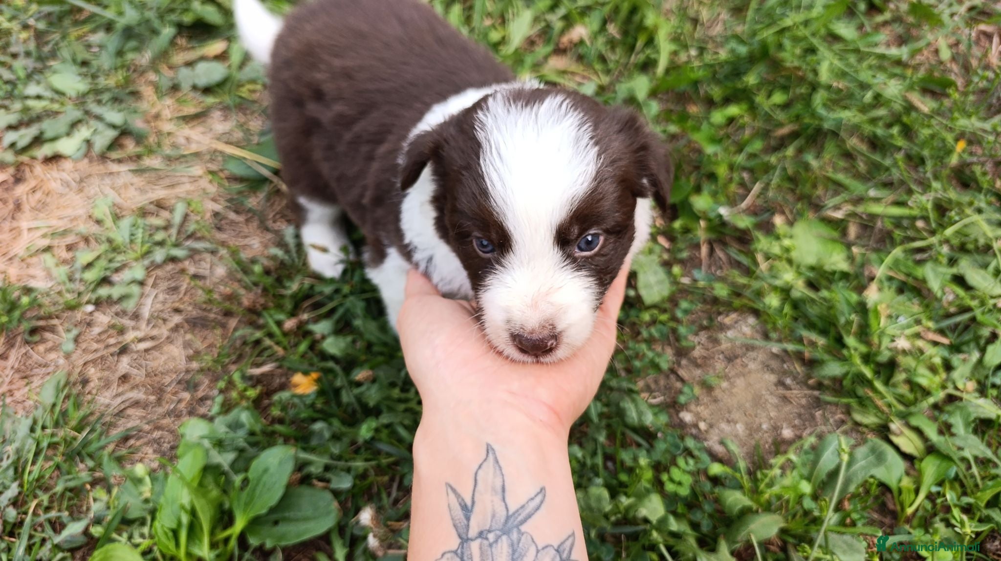 Border Collie cani Cuccioli di Border Collie - Annuncio 1