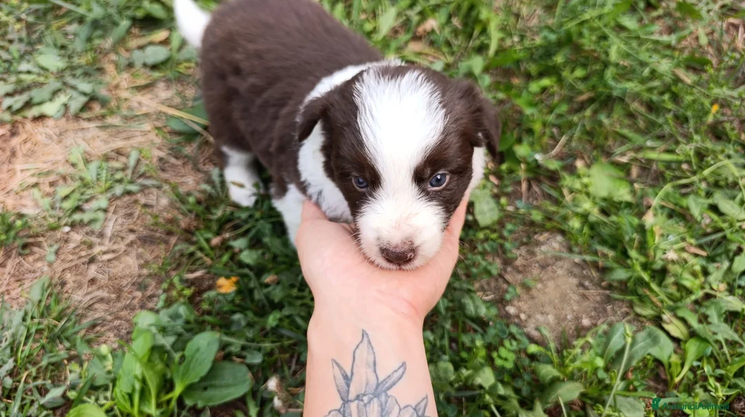 Border Collie cani in vendita: Cuccioli di Border Collie - Annuncio 1