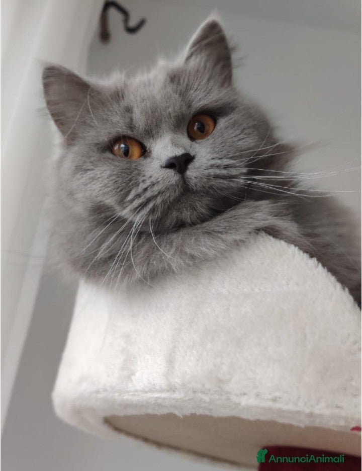 British gatti Brittish Longhair Blue  - Annuncio 2