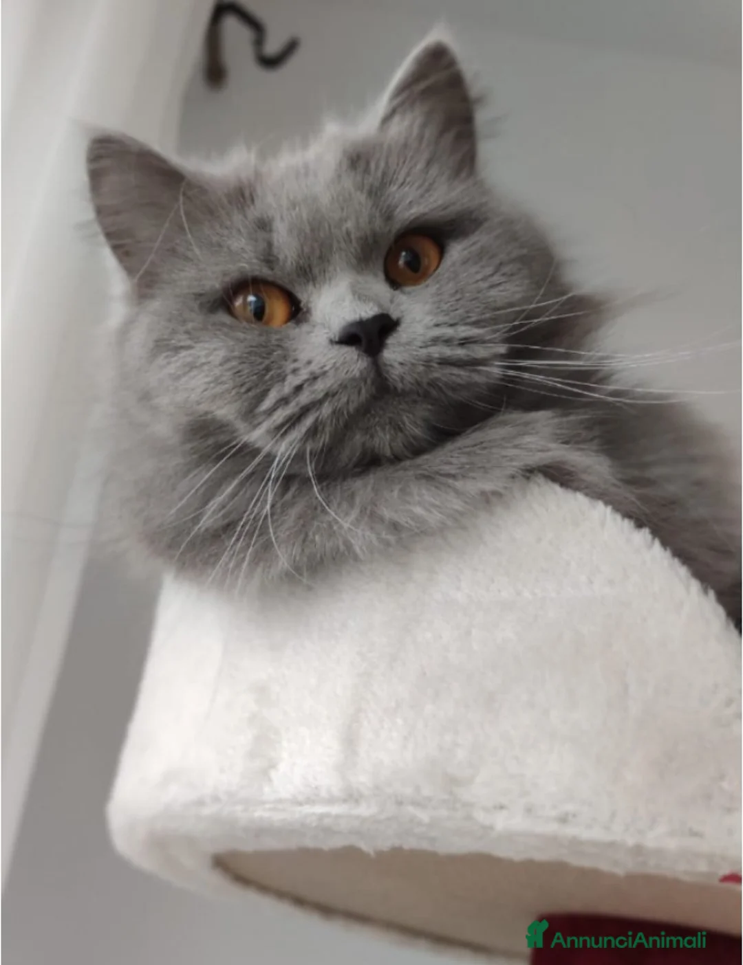 British gatti in vendita: Brittish Longhair Blue  - Annuncio 1