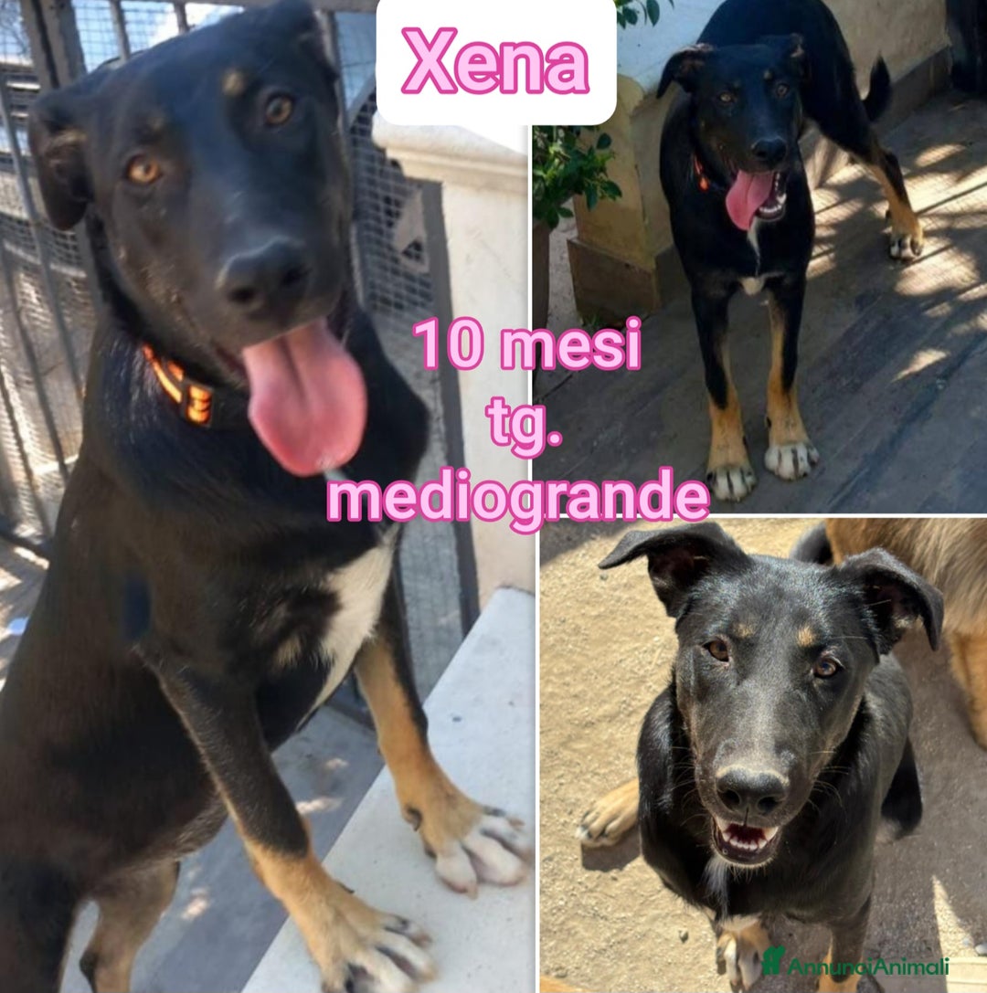 Meticcio cani in regalo: CUCCIOLI SOLI ED ESCLUSI! - Annuncio 9