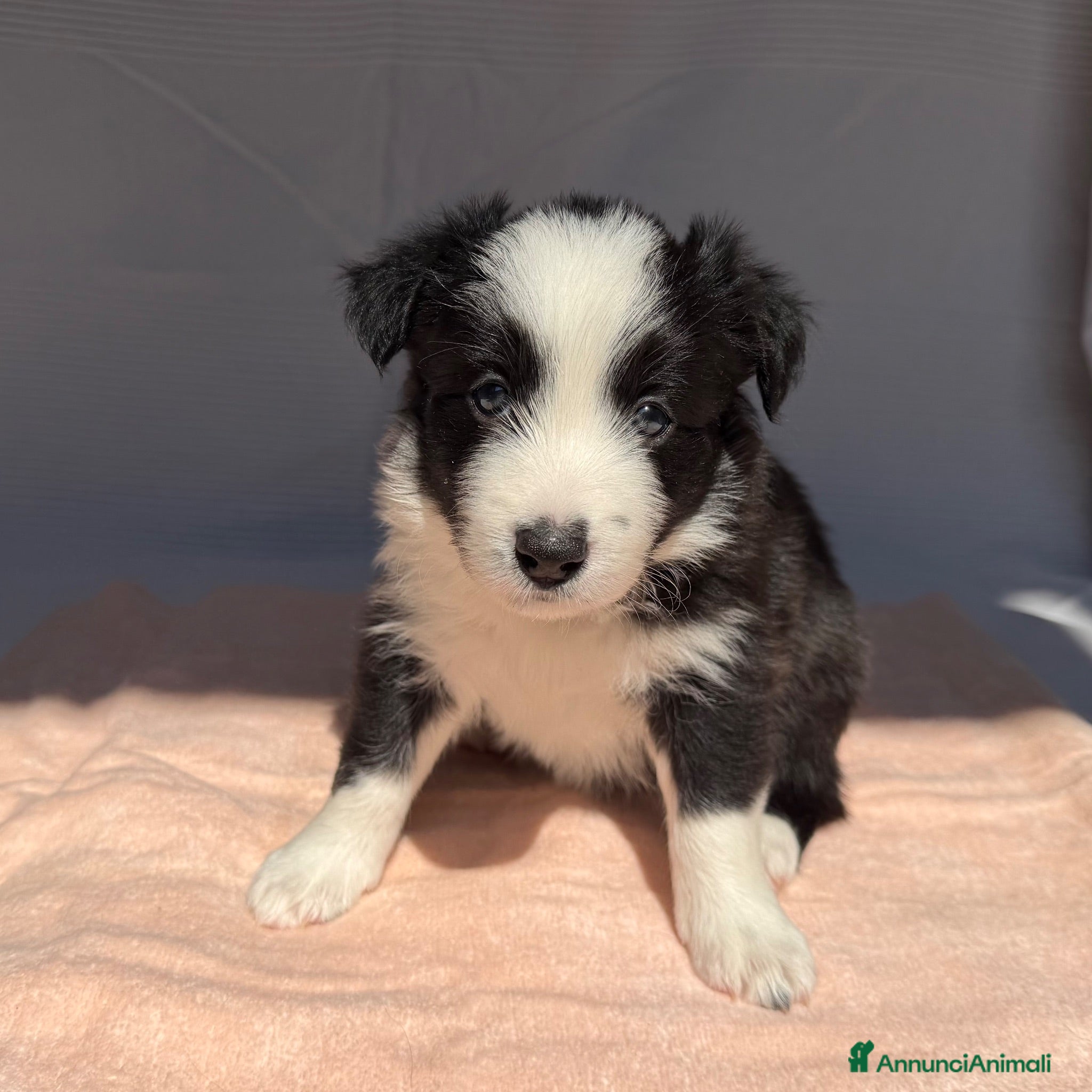 Border Collie cani CICCIOLI DI BORDER COLLIE CON PEDIGREE - Annuncio 2