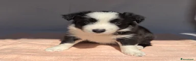 Border Collie 4