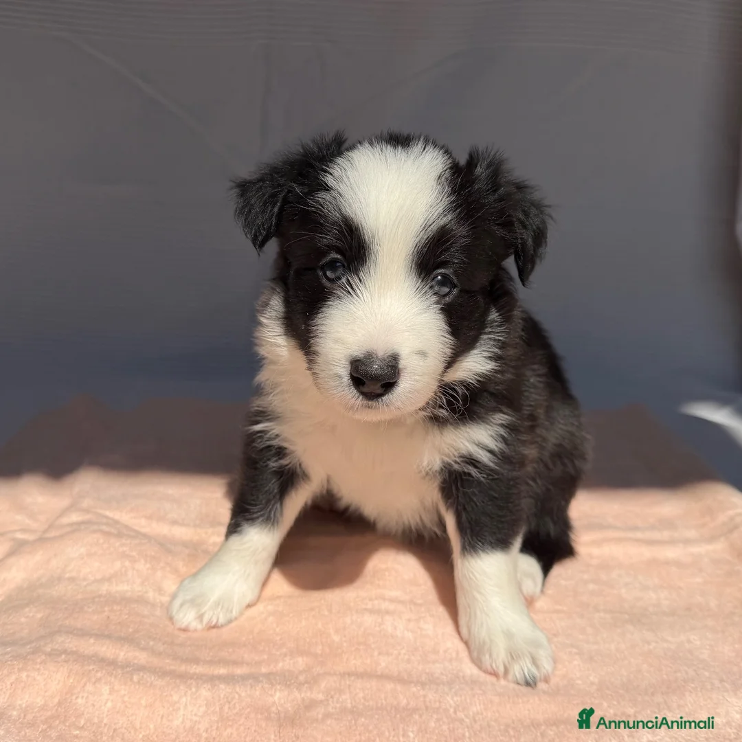 Border Collie cani in vendita: CICCIOLI DI BORDER COLLIE CON PEDIGREE a Città metropolitana di Milano - Annuncio 2