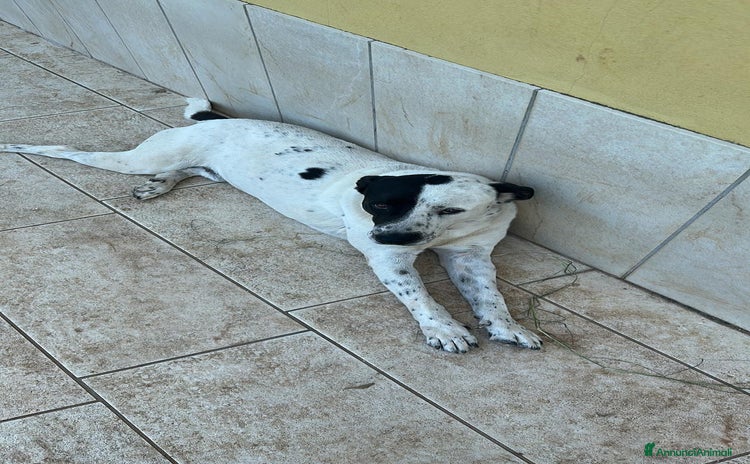 Altre razze cani - Annuncio 11