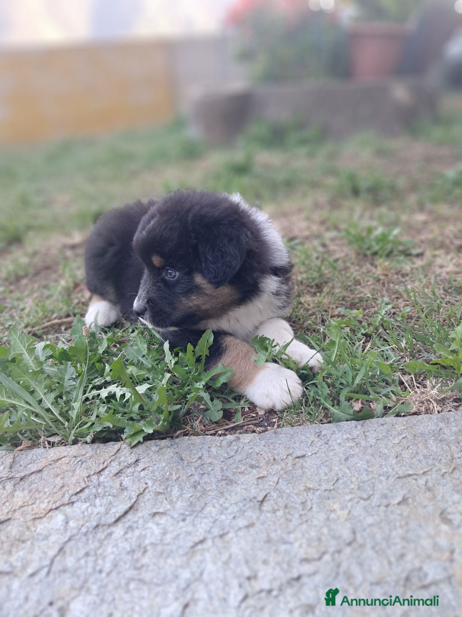 Australian Shepherd cani Cuccioli black tricolore  - Annuncio 8