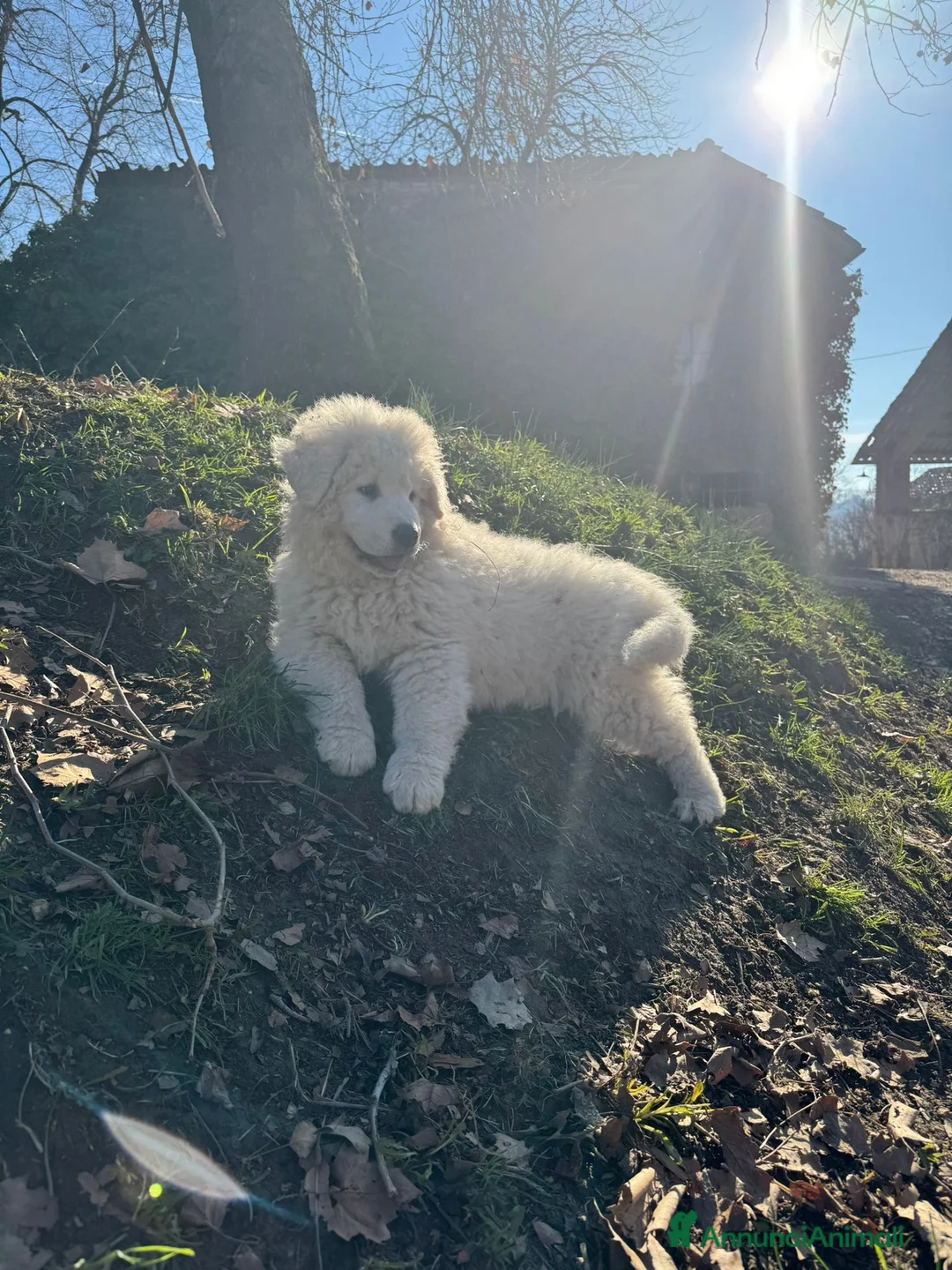 Pastore Maremmano cani in vendita: Cuccioli di pastore maremmano abruzzese a Provincia di Cuneo - Annuncio 8