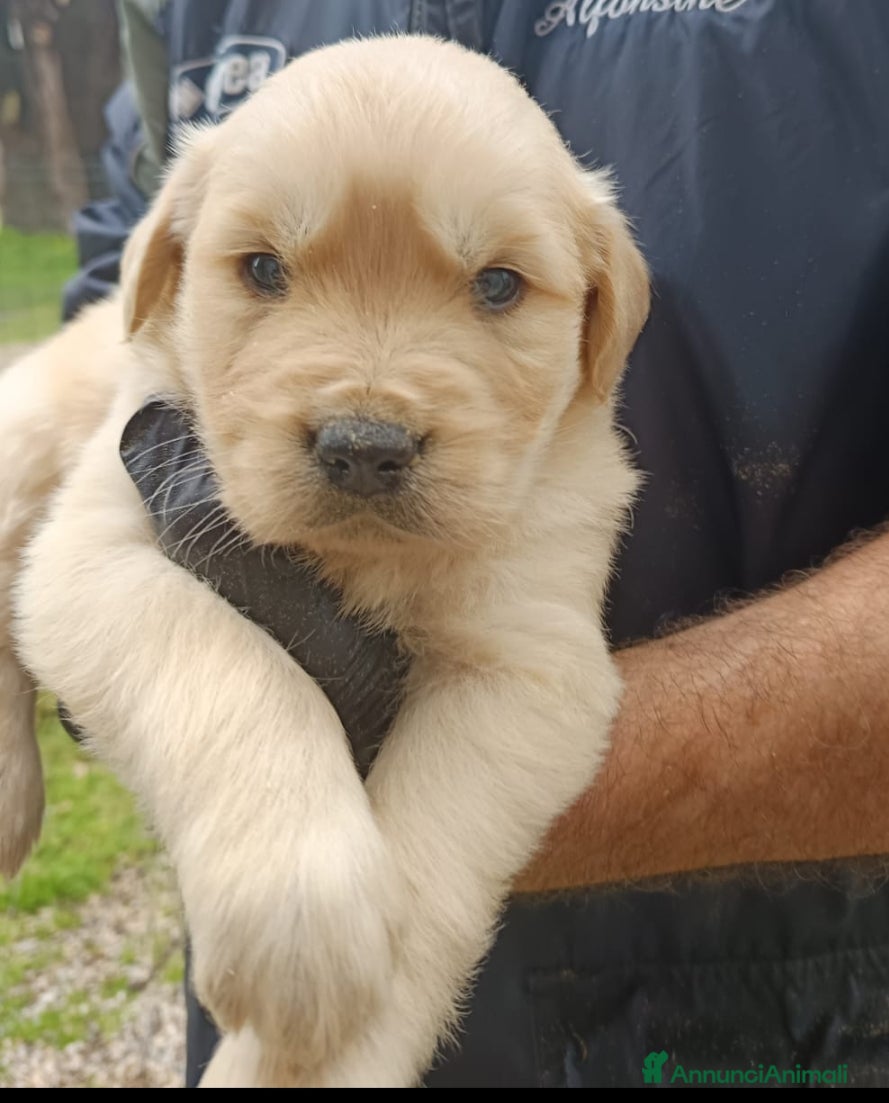 Golden Retriever cani Golden retriever anglo americani pedigree ENCI  - Annuncio 1