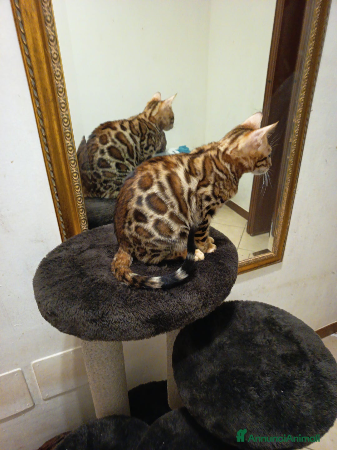 Bengala gatti in vendita: meraviglioso maschietto Bengala  - Annuncio 7